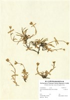 藏品(玉山蠅子草)的圖片